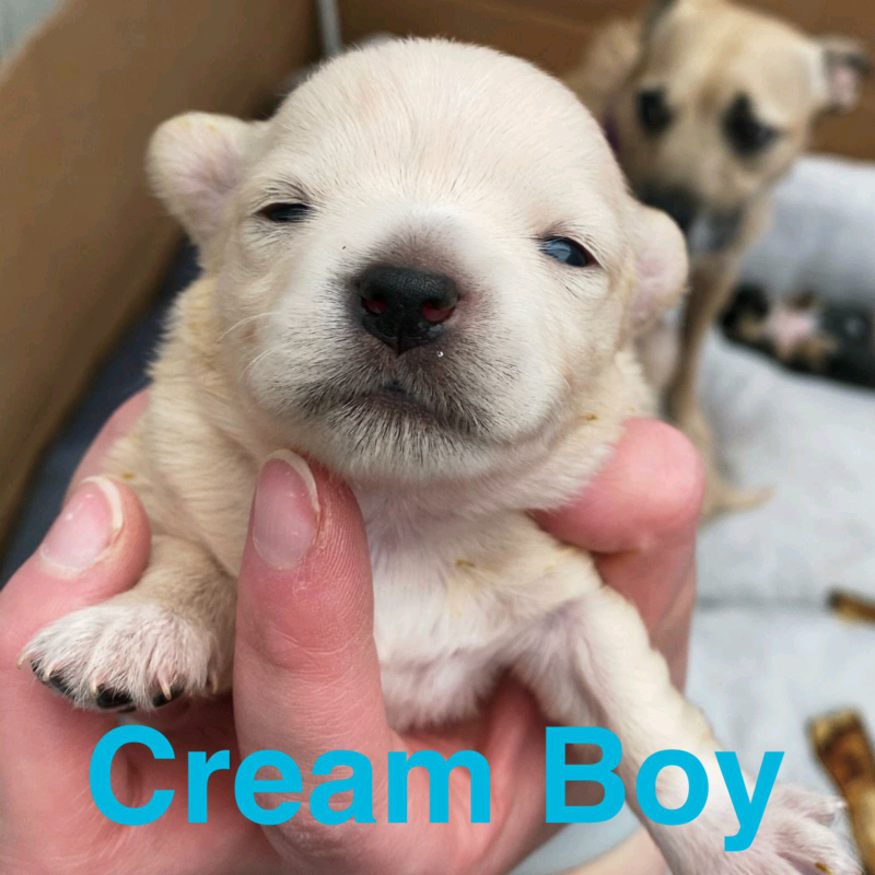 gumtree teacup chihuahua